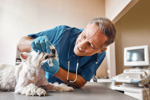 Best Emergency Dental Care for Broken or Chipped Teeth in Carroll Valley, PA